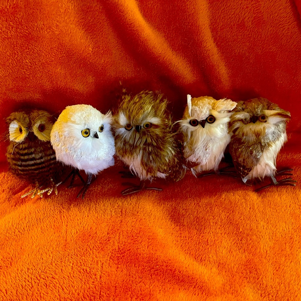 5 delightful Owls